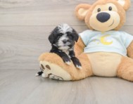 8 week old Mini Bernedoodle Puppy For Sale - Puppy Love PR