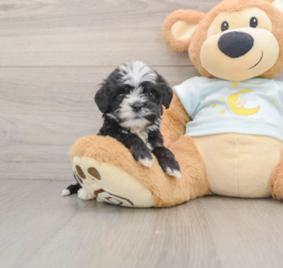 8 week old Mini Bernedoodle Puppy For Sale - Puppy Love PR