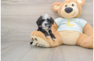 Adorable Mini Bernepoo Poodle Mix Puppy