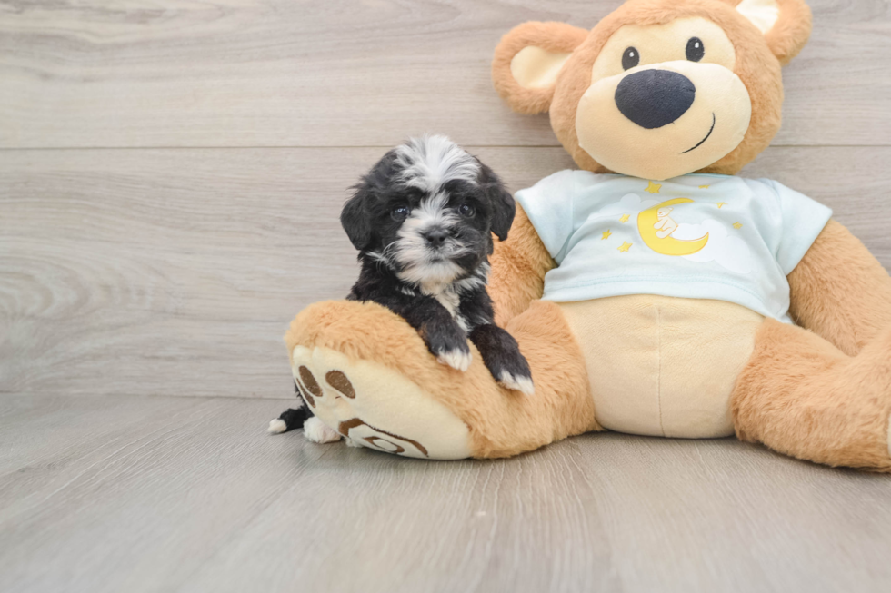 Adorable Mini Bernepoo Poodle Mix Puppy