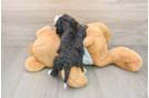 Mini Bernedoodle Pup Being Cute