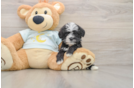 Mini Bernedoodle Puppy for Adoption