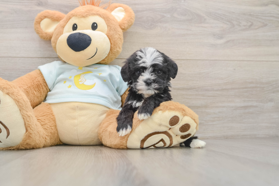 Mini Bernedoodle Puppy for Adoption