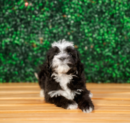 8 week old Mini Bernedoodle Puppy For Sale - Puppy Love PR