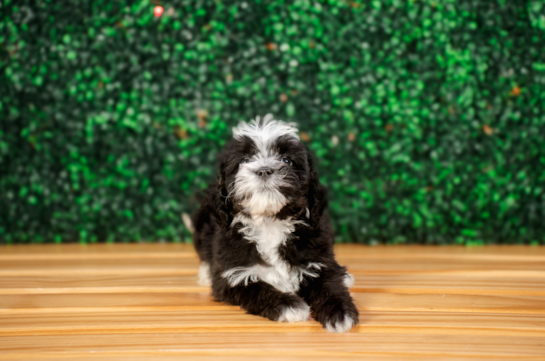 Cute Mini Bernedoodle Poodle Mix Pup