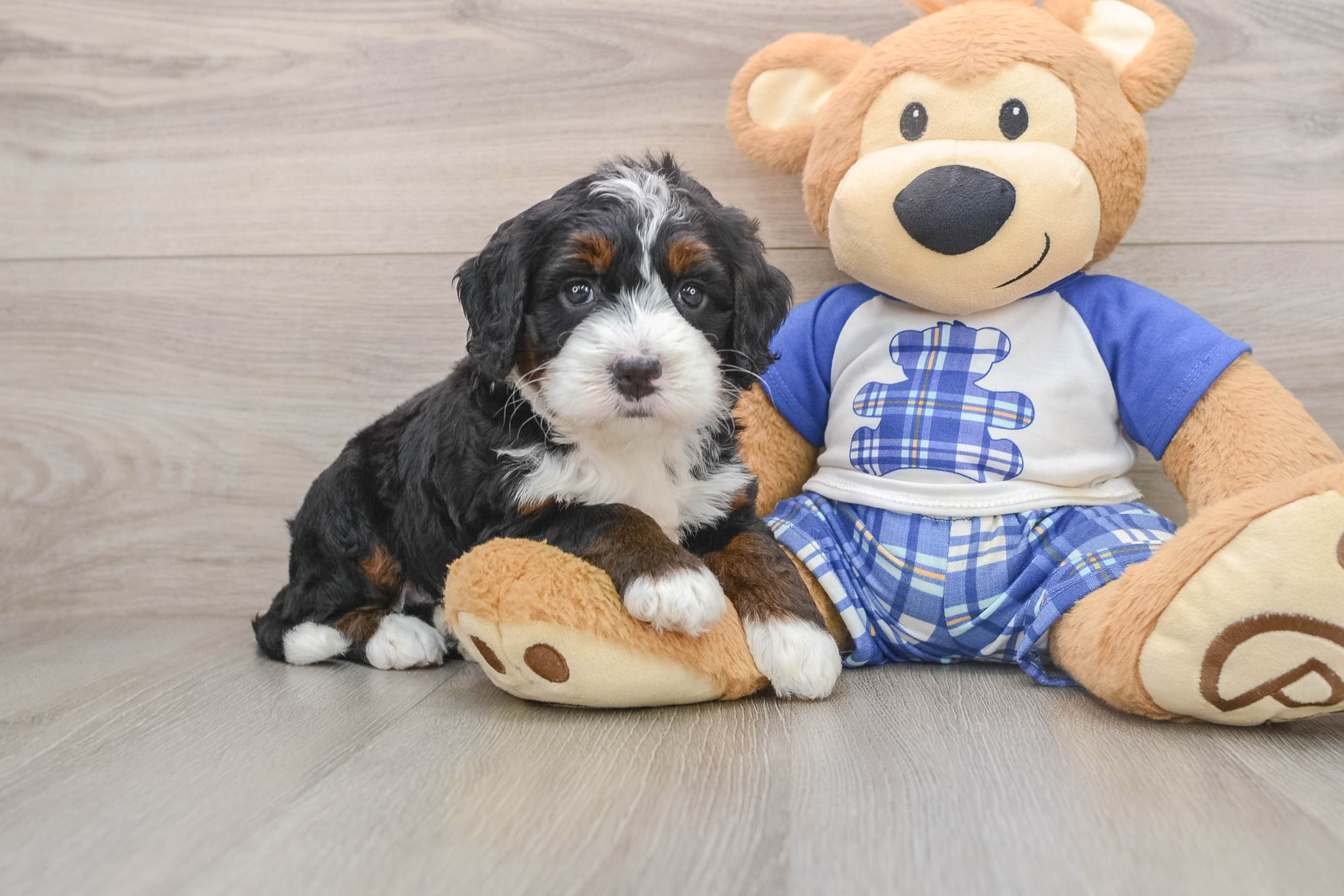 Mini Bernedoodle Pup Being Cute