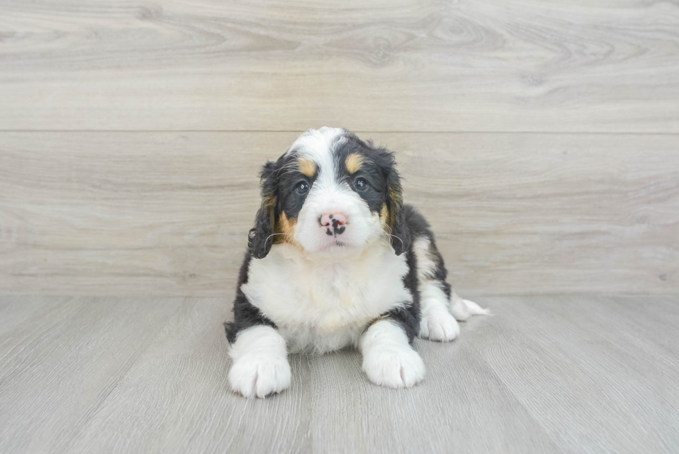 Popular Mini Bernedoodle Poodle Mix Pup