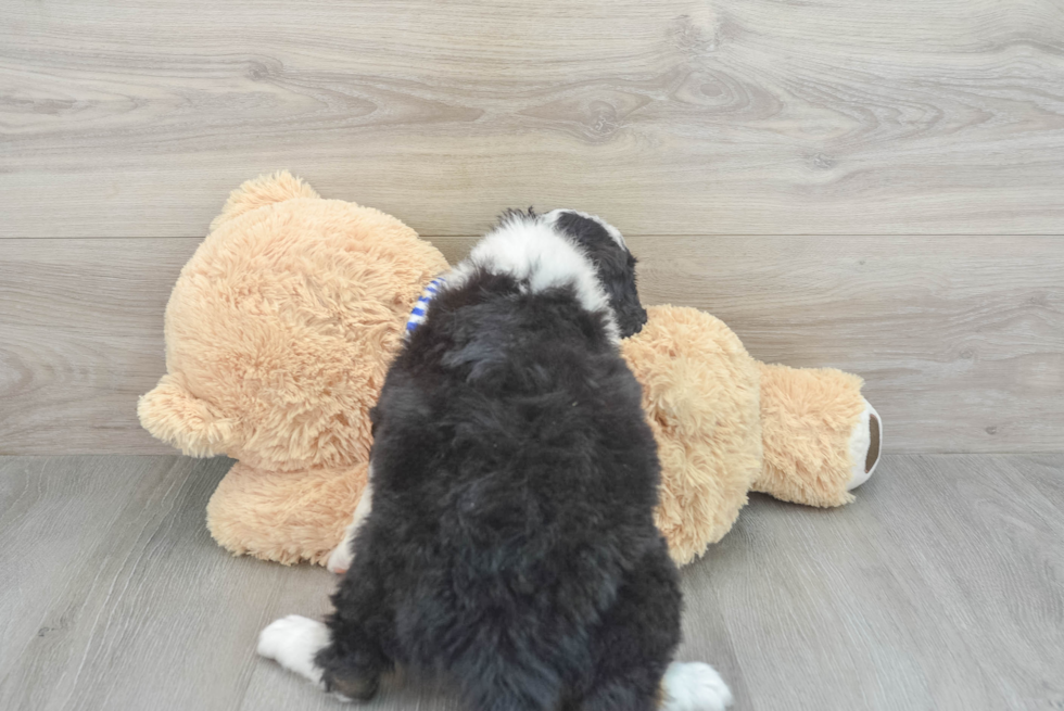 Funny Mini Bernedoodle Poodle Mix Pup