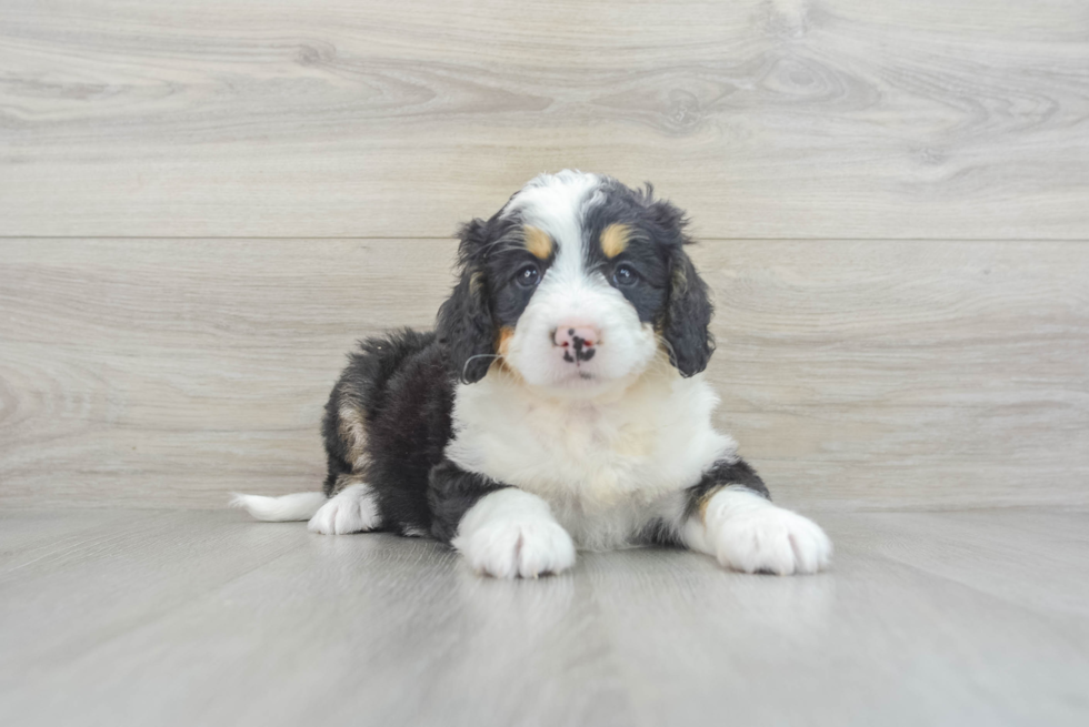 Happy Mini Bernedoodle Baby