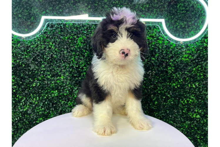 Cute Mini Bernedoodle Poodle Mix Pup