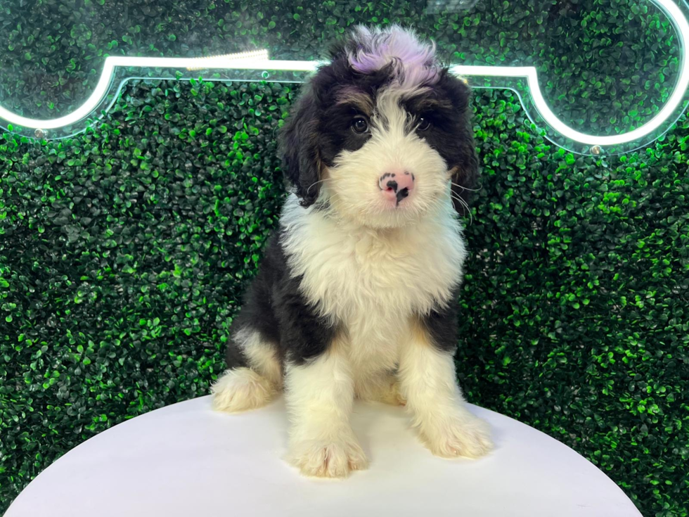 Cute Mini Bernedoodle Poodle Mix Pup