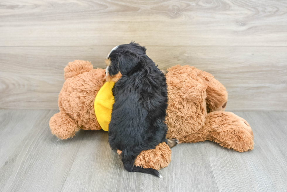 Mini Bernedoodle Puppy for Adoption