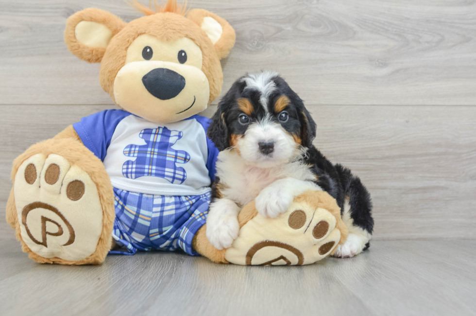 6 week old Mini Bernedoodle Puppy For Sale - Puppy Love PR