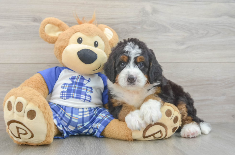 7 week old Mini Bernedoodle Puppy For Sale - Puppy Love PR