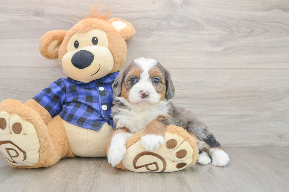 Best Mini Bernedoodle Baby
