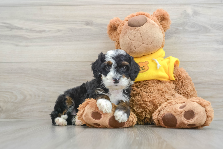 Best Mini Bernedoodle Baby