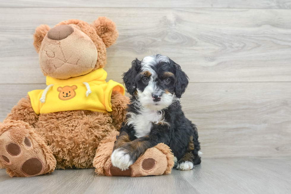 Fluffy Mini Bernedoodle Poodle Mix Pup