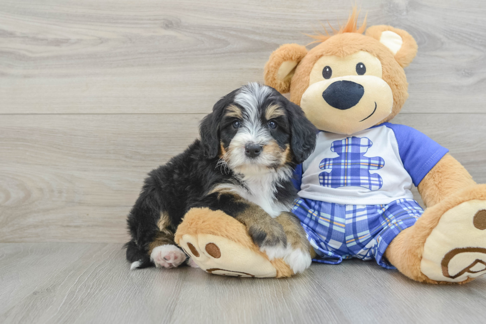 Mini Bernedoodle Pup Being Cute