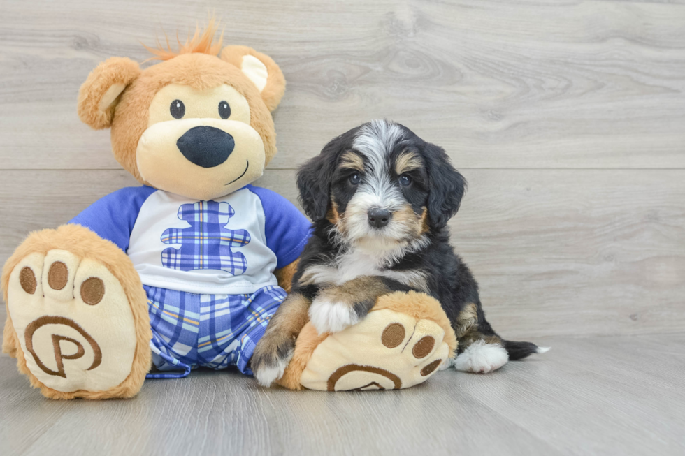 Mini Bernedoodle Pup Being Cute