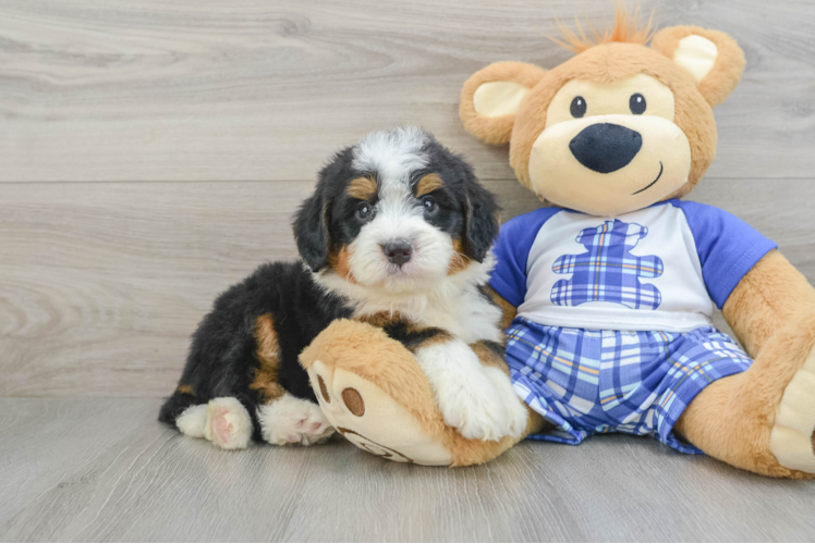 Meet Kitt - our Mini Bernedoodle Puppy Photo 1/3 - Puppy Love PR Mini Bernedoodle Puppy for Adoption