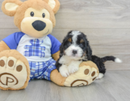 7 week old Mini Bernedoodle Puppy For Sale - Puppy Love PR