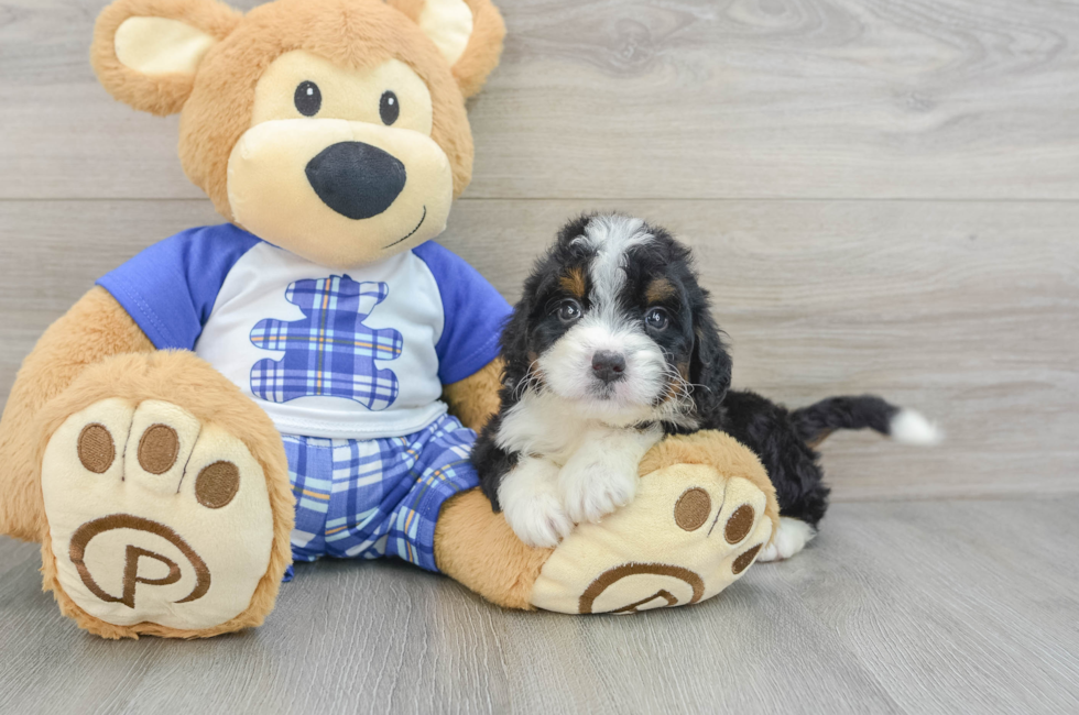 6 week old Mini Bernedoodle Puppy For Sale - Puppy Love PR