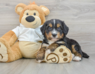 7 week old Mini Bernedoodle Puppy For Sale - Puppy Love PR