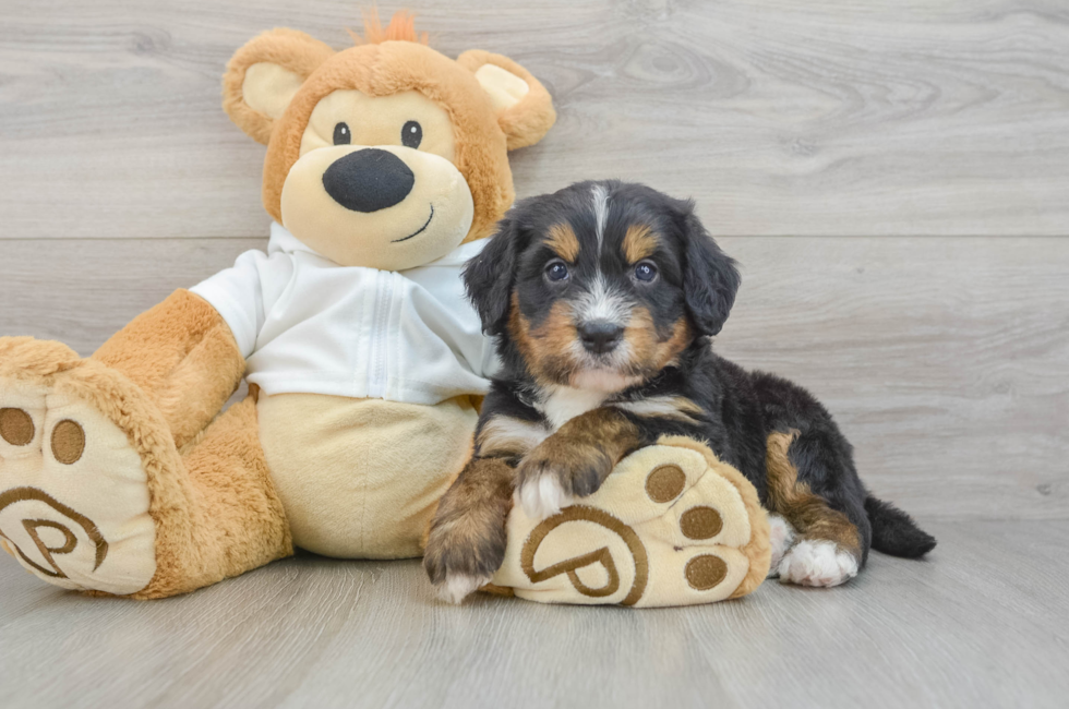 7 week old Mini Bernedoodle Puppy For Sale - Puppy Love PR