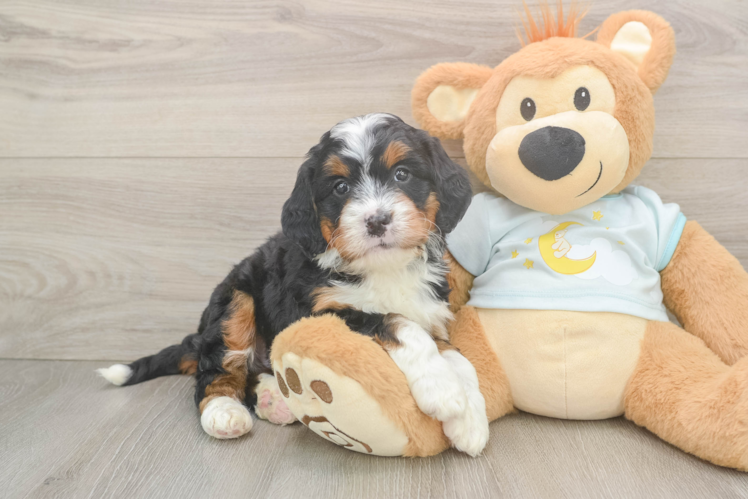 Energetic Mini Bernepoo Poodle Mix Puppy