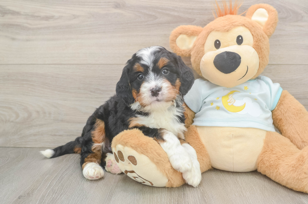 5 week old Mini Bernedoodle Puppy For Sale - Puppy Love PR