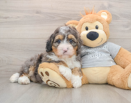 7 week old Mini Bernedoodle Puppy For Sale - Puppy Love PR