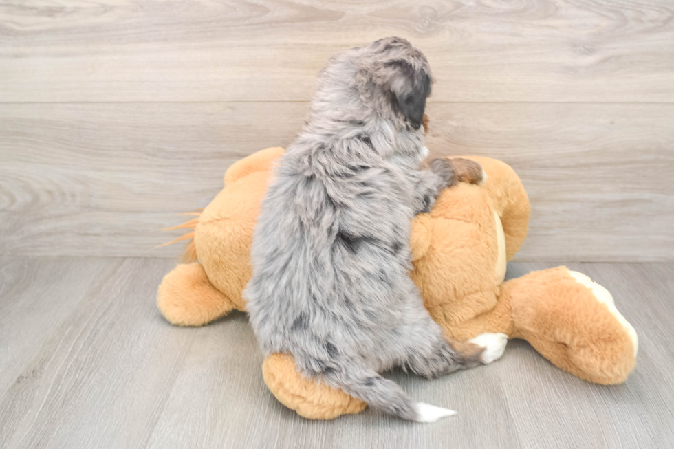 Energetic Mini Bernese Poodle Poodle Mix Puppy