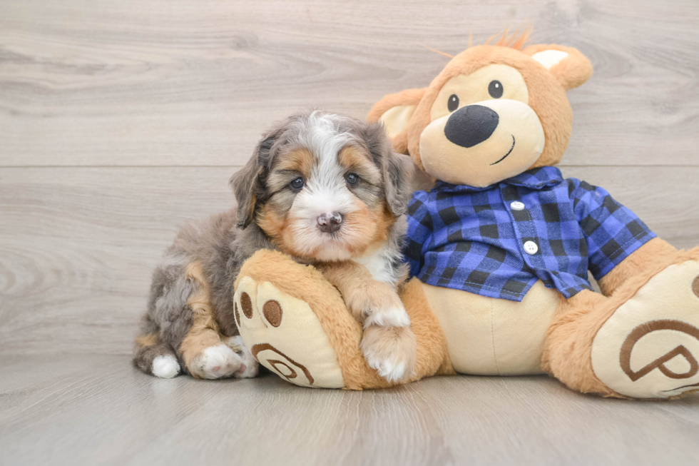 Best Mini Bernedoodle Baby
