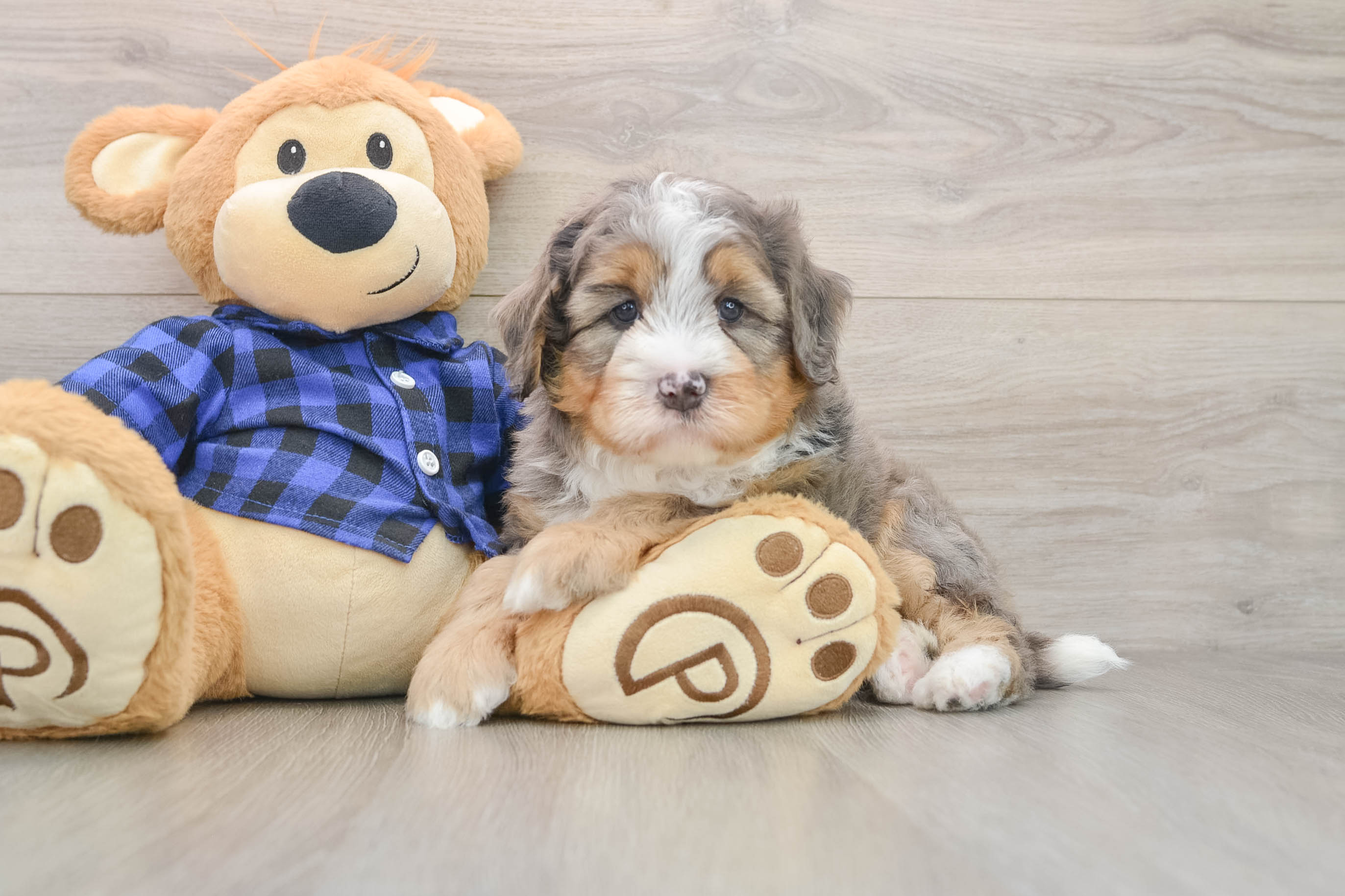 Best Mini Bernedoodle Baby