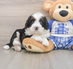 6 week old Mini Bernedoodle Puppy For Sale - Puppy Love PR