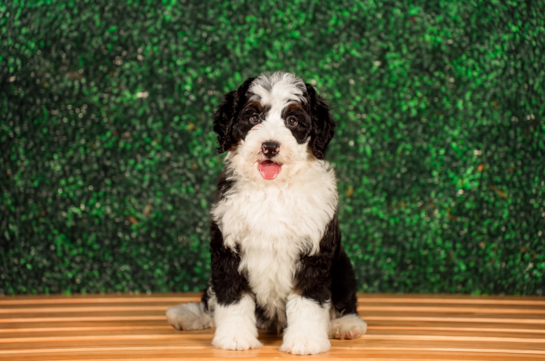 Cute Mini Bernedoodle Poodle Mix Pup