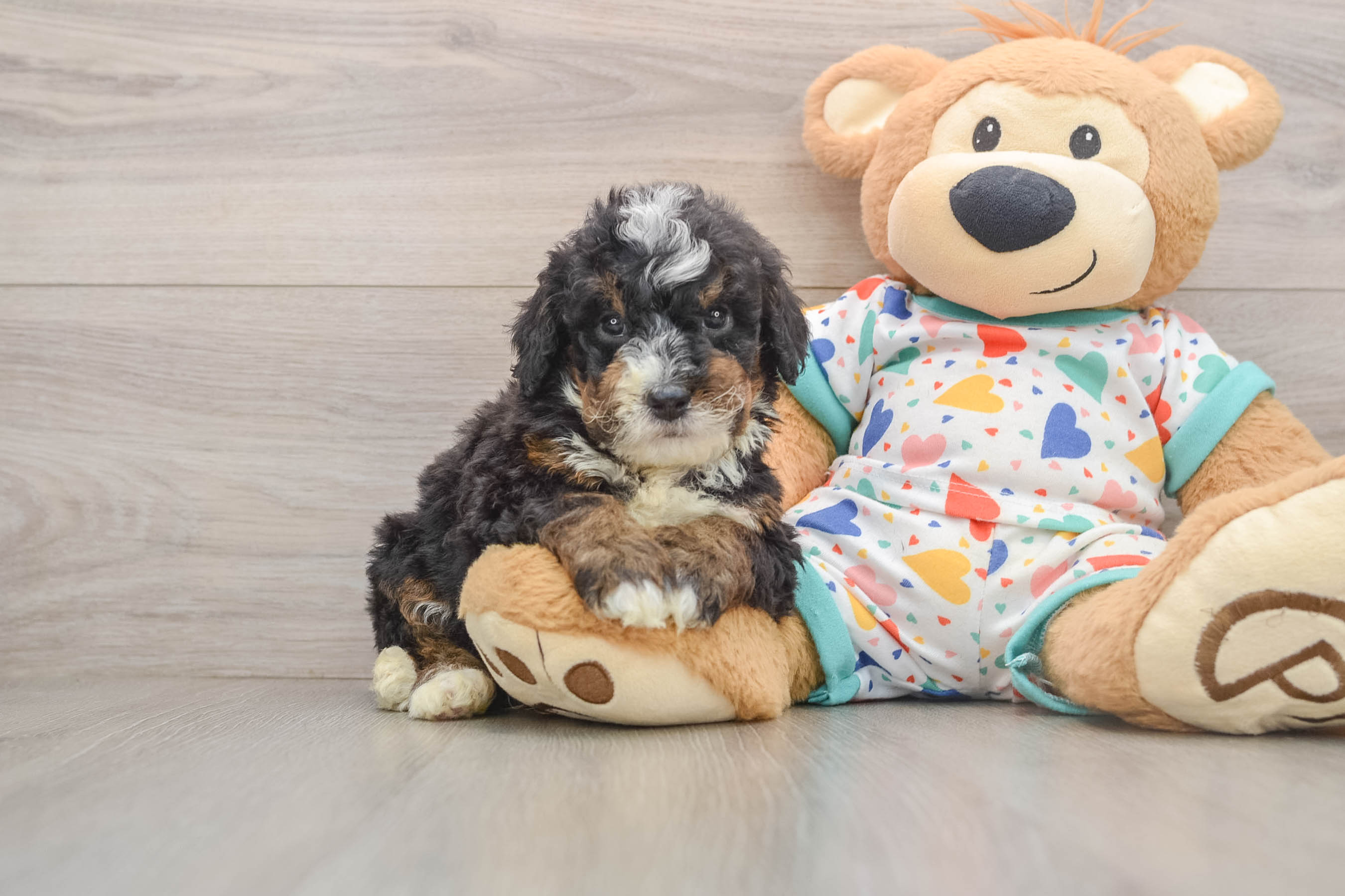 Mini Bernedoodle Puppy for Adoption