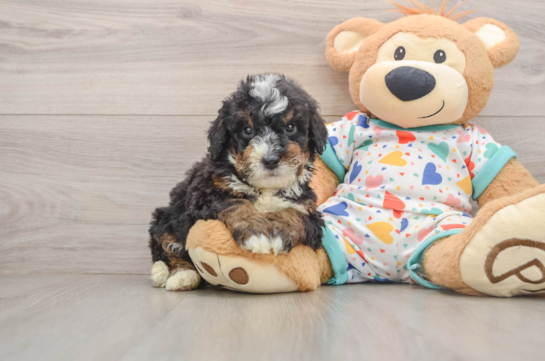 KITT, a Mini Bernedoodle littermate