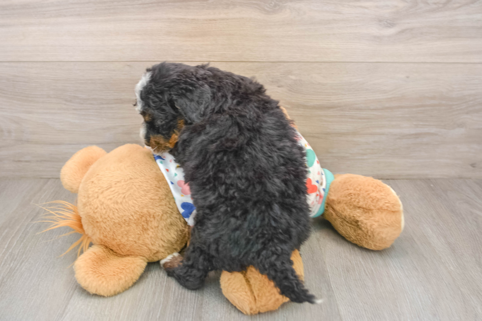 Funny Mini Bernedoodle Poodle Mix Pup