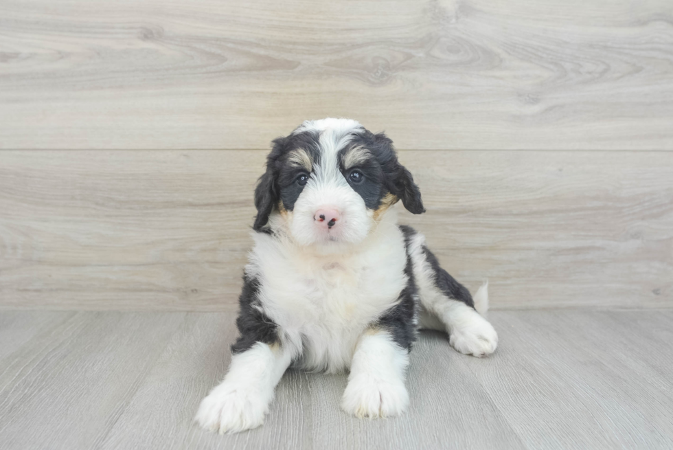 Mini Bernedoodle Pup Being Cute