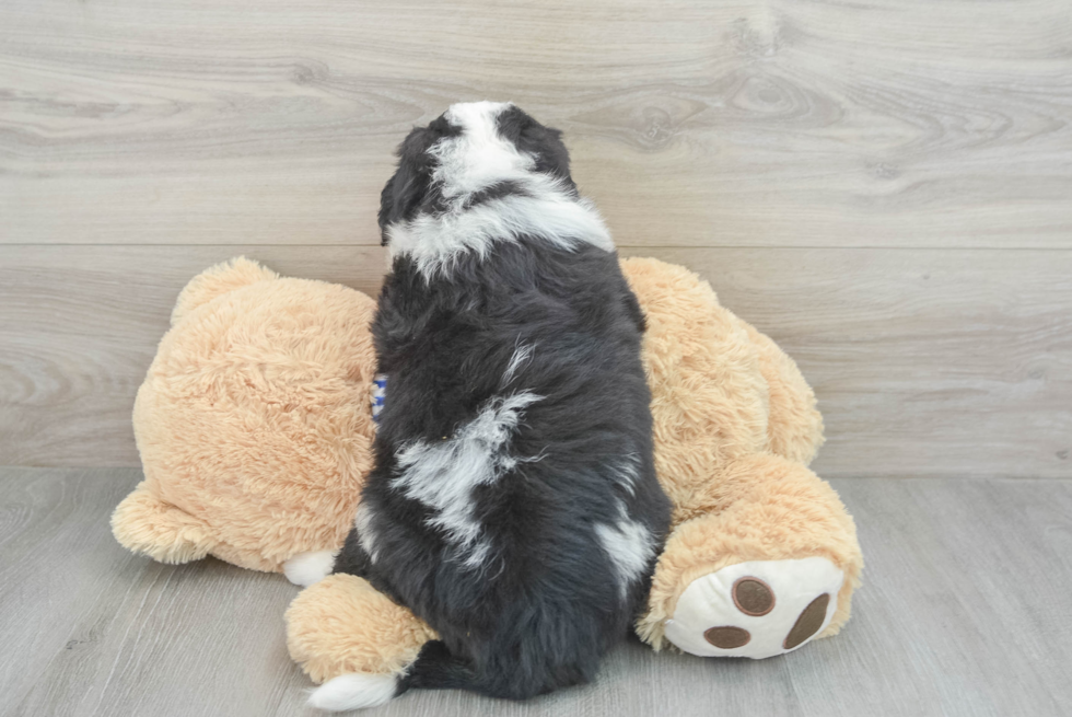 Popular Mini Bernedoodle Poodle Mix Pup