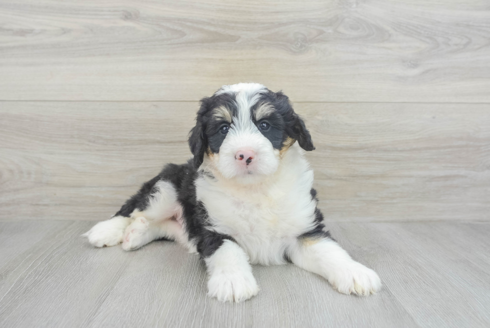 Playful Mini Berniedoodle Poodle Mix Puppy