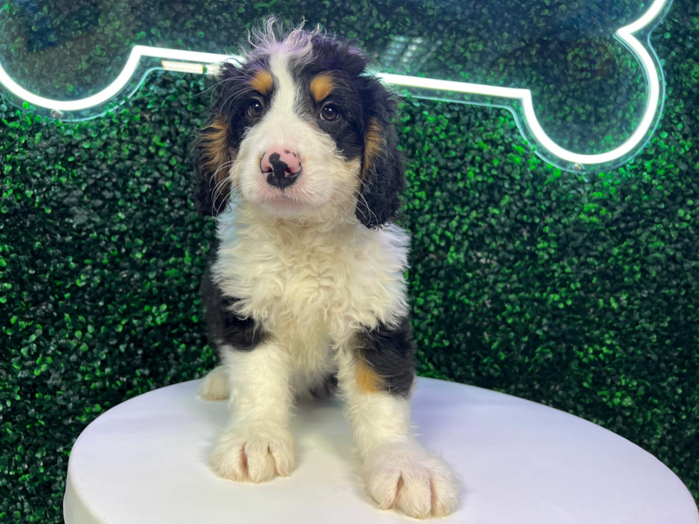 Best Mini Bernedoodle Baby