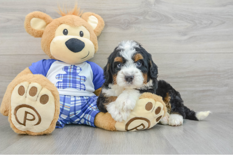 Best Mini Bernedoodle Baby