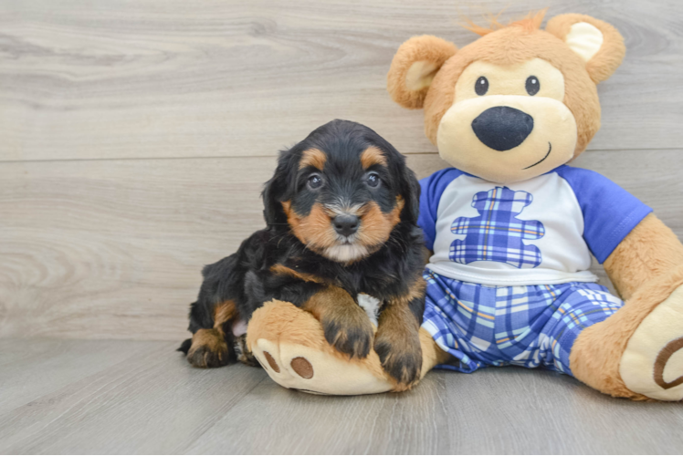 Mini Bernedoodle Pup Being Cute