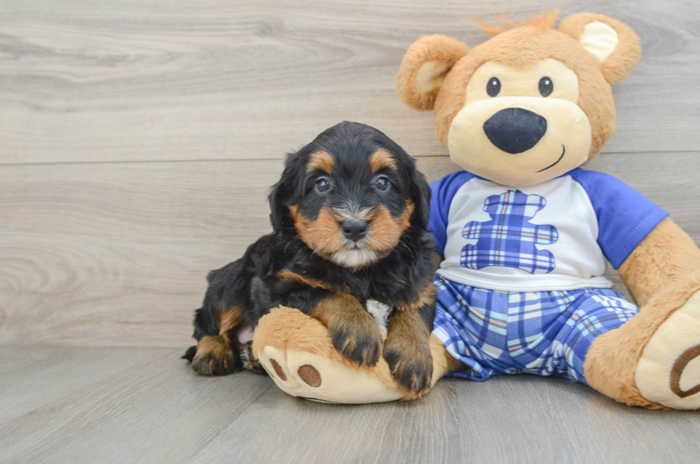 6 week old Mini Bernedoodle Puppy For Sale - Puppy Love PR