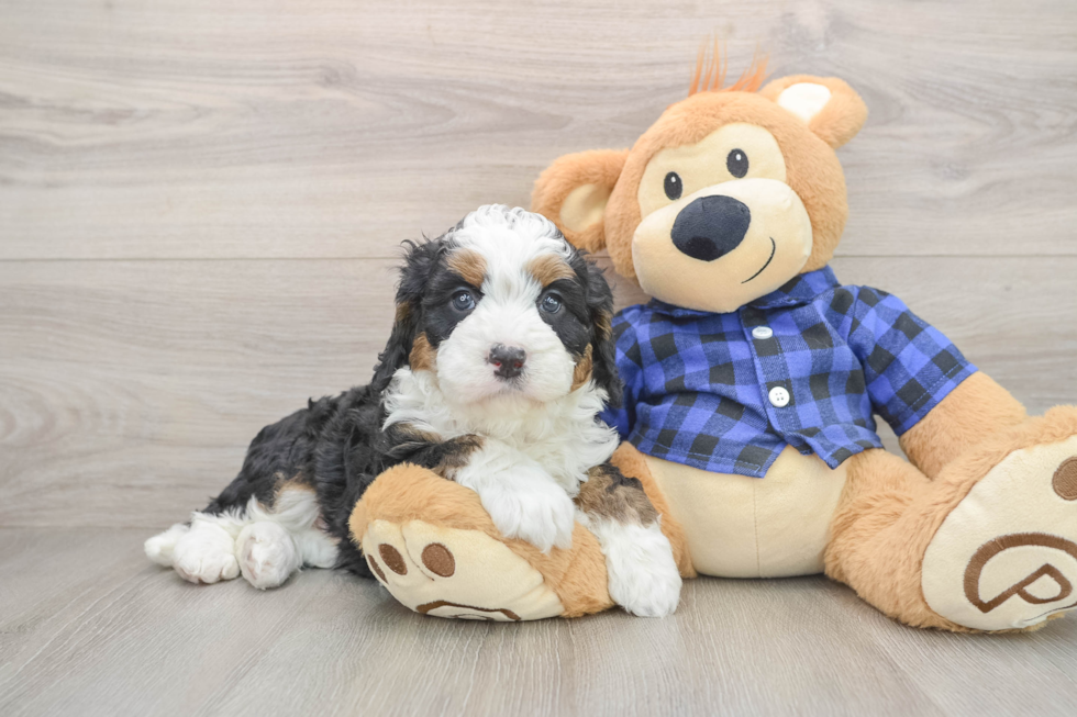 Energetic Mini Bernadoodle Poodle Mix Puppy