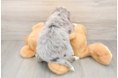Best Mini Bernedoodle Baby