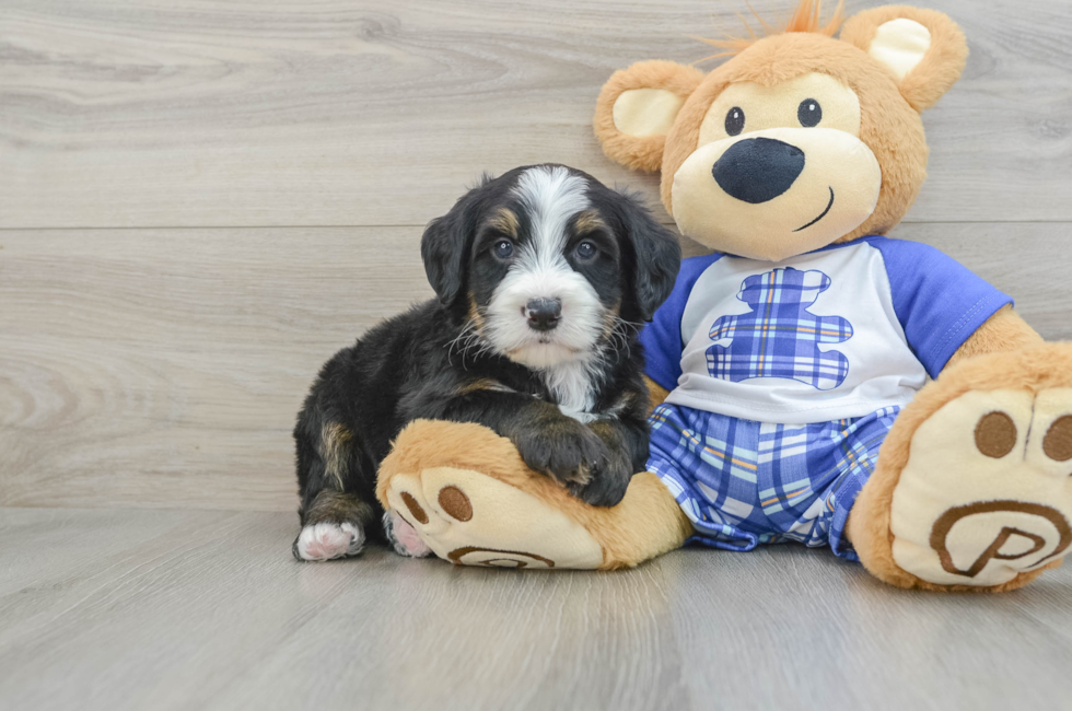 7 week old Mini Bernedoodle Puppy For Sale - Puppy Love PR