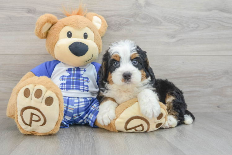 Meet Komodo - our Mini Bernedoodle Puppy Photo 1/3 - Puppy Love PR Energetic Mini Berniedoodle Poodle Mix Puppy